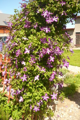 Clematis.jpg