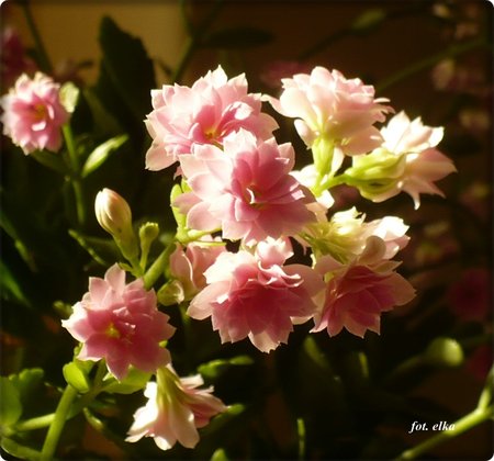 kalanchoe.JPG