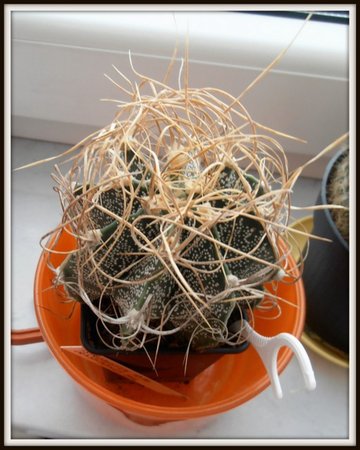 Astrophytum crassispinum1.JPG