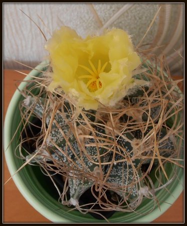 Astrophytum crassispinum3.jpg