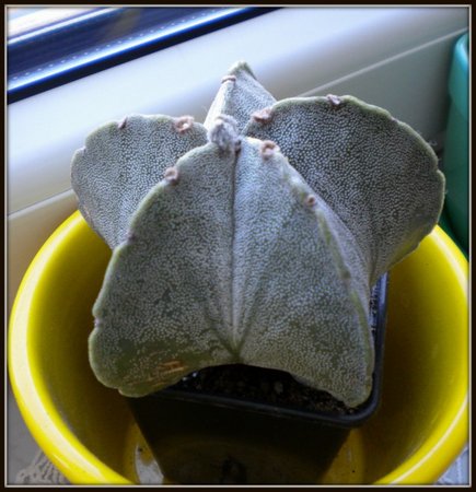 Astrophytum myriostigma1.jpg