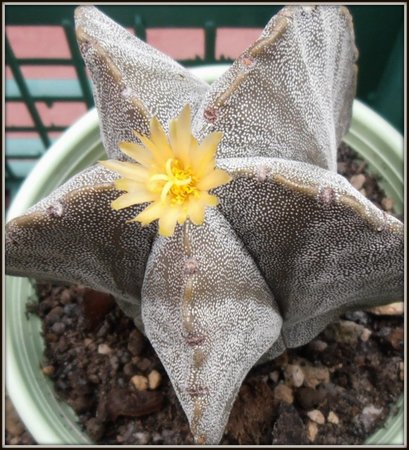 Astrophytum myriostigma2.jpg