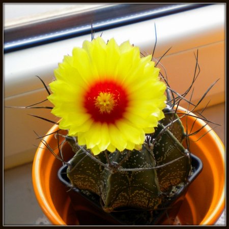 Astrophytum ornatum.jpg