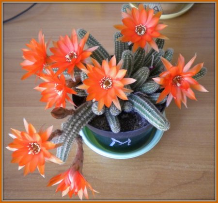 Chamaecereus silvestrii.jpg