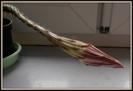 Echinopsis-1.jpg
