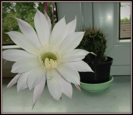 Echinopsis-kwiat.JPG