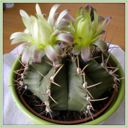 Gymnocalycium ....jpg