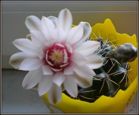 Gymnocalycium bueneckeri.jpg