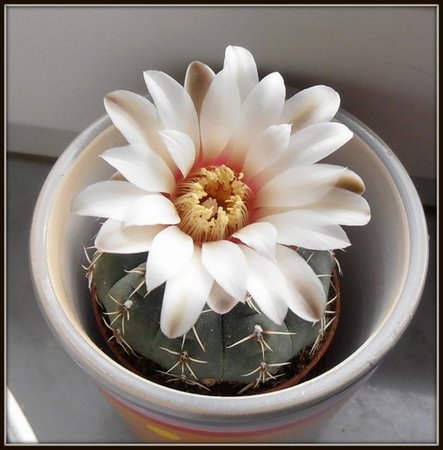 Gymnocalycium vatteri.JPG