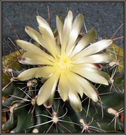 Hamatocactus..-001.jpg