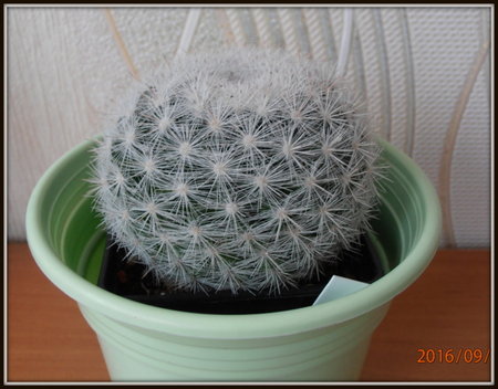 Mammillaria condida.JPG