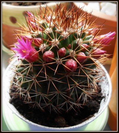 Mammillaria backebergiana.jpg