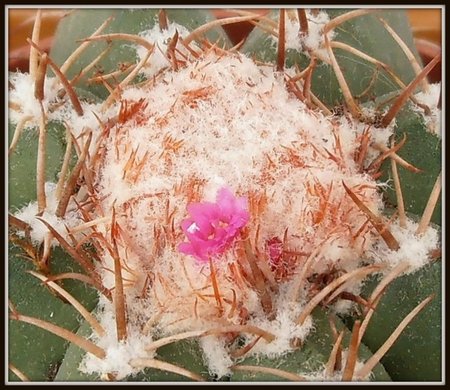 Melocactus matanzanus2.JPG