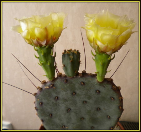 Opuntia azurea..jpg