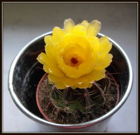 Notocactus ottonis1.JPG