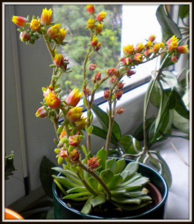 Echeveria agavoides.jpg