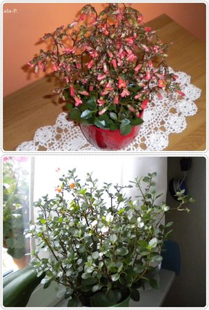 Kalanchoe prebella.jpg