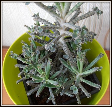 Kalanchoe tubiflora-.JPG