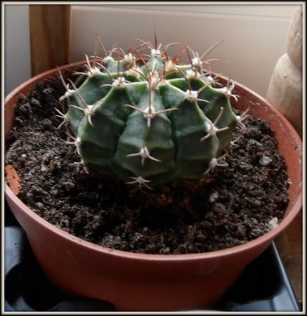 Gymnocalycium friedrichii.JPG