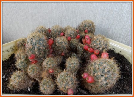 Mammillaria prolifera.jpg