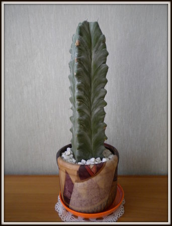 Myrtillocactus geometrizans...jpg