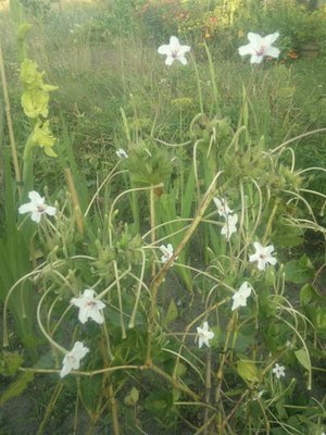 mirabilis longiflora.jpg