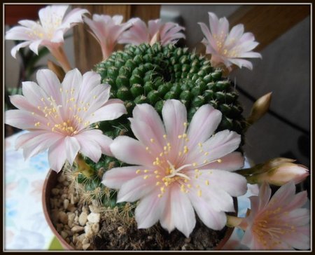 Rebutia minuscula-2.jpg