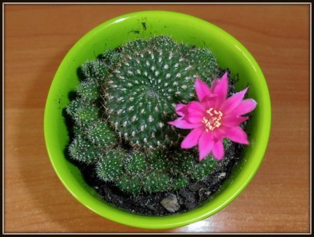 Rebutia violaciflora,,.jpg