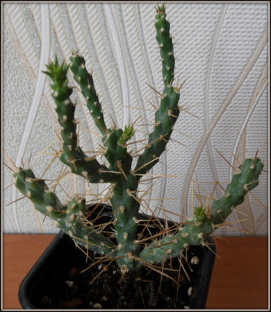 Opuntia molesta..JPG