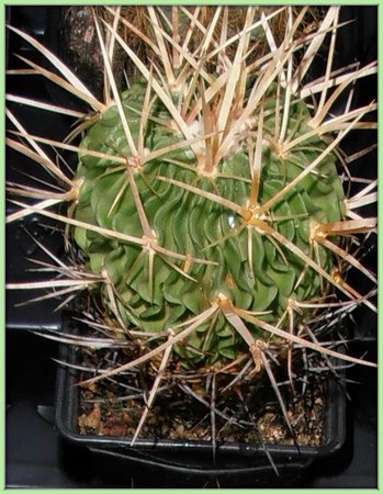 Stenocactus grandicornis.JPG