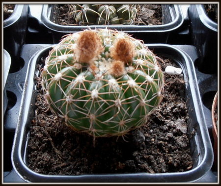 Notocactus Crassigibbus-1.JPG