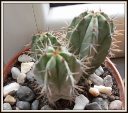 Pilosocereus azulensis.jpg