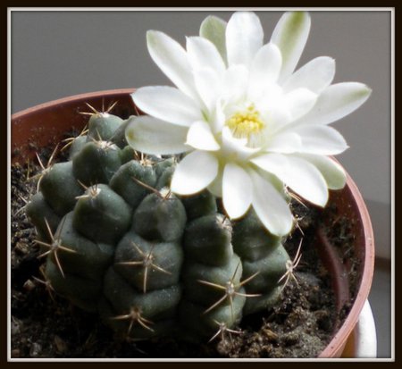 Gymnocalycium riojense.jpg