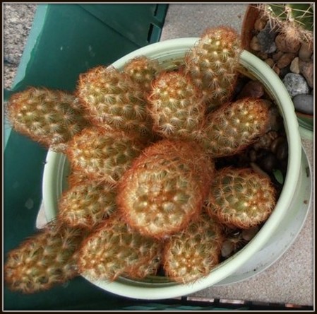 Mammillaria elongata.jpg