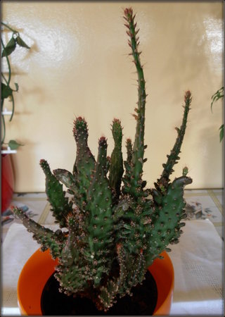 Opuntia monacantha..jpg