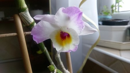 dendrobium 1.jpg