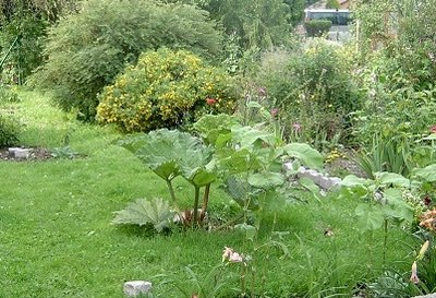 Gunnera.JPG