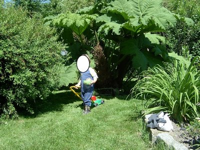 Gunnera CZERWIEC.jpg