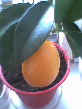 Nagami Kumquat.jpg