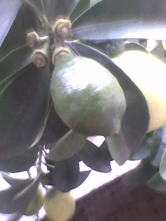 Limonella zawiązka owocu.jpg