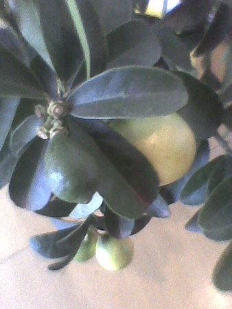 Limonella owoc zielony i żółty.jpg
