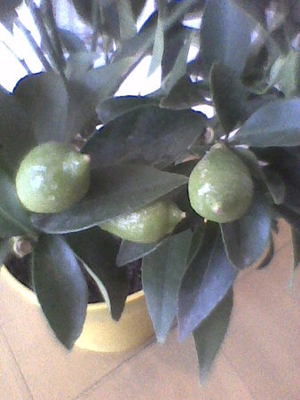 Limequat owoce.jpg