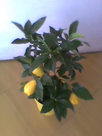 cytryna skierniewicka-Citrus limon-cytryna ponderosa.jpg