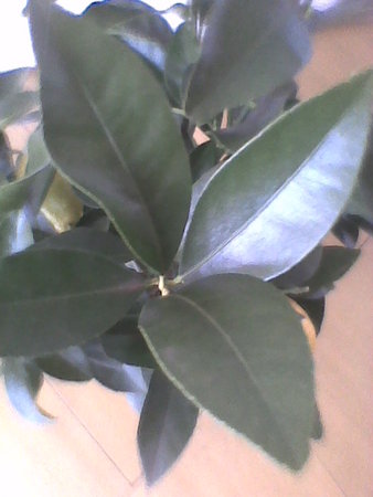 cytryna skierniewicka-Citrus limon-cytryna ponderosa liście.jpg