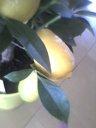 cytryna skierniewicka-Citrus limon-cytryna ponderosa owoce.jpg