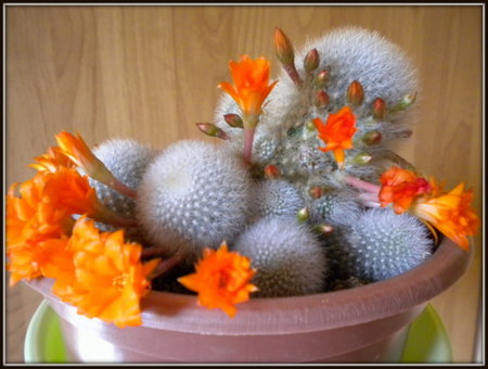 Rebutia muscula2.jpg