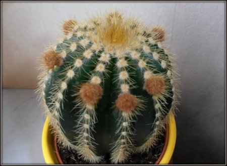 Notocactus magnificus..jpg