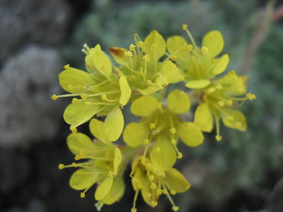 Saxifraga x eudoxiana Haagii..JPG