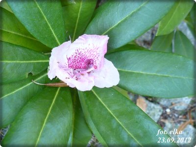 rododendron-jesienny.JPG