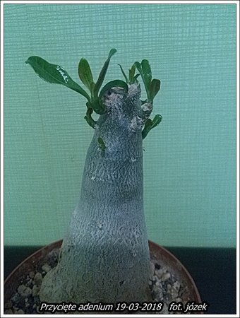 Przycięte adenium 009.jpg